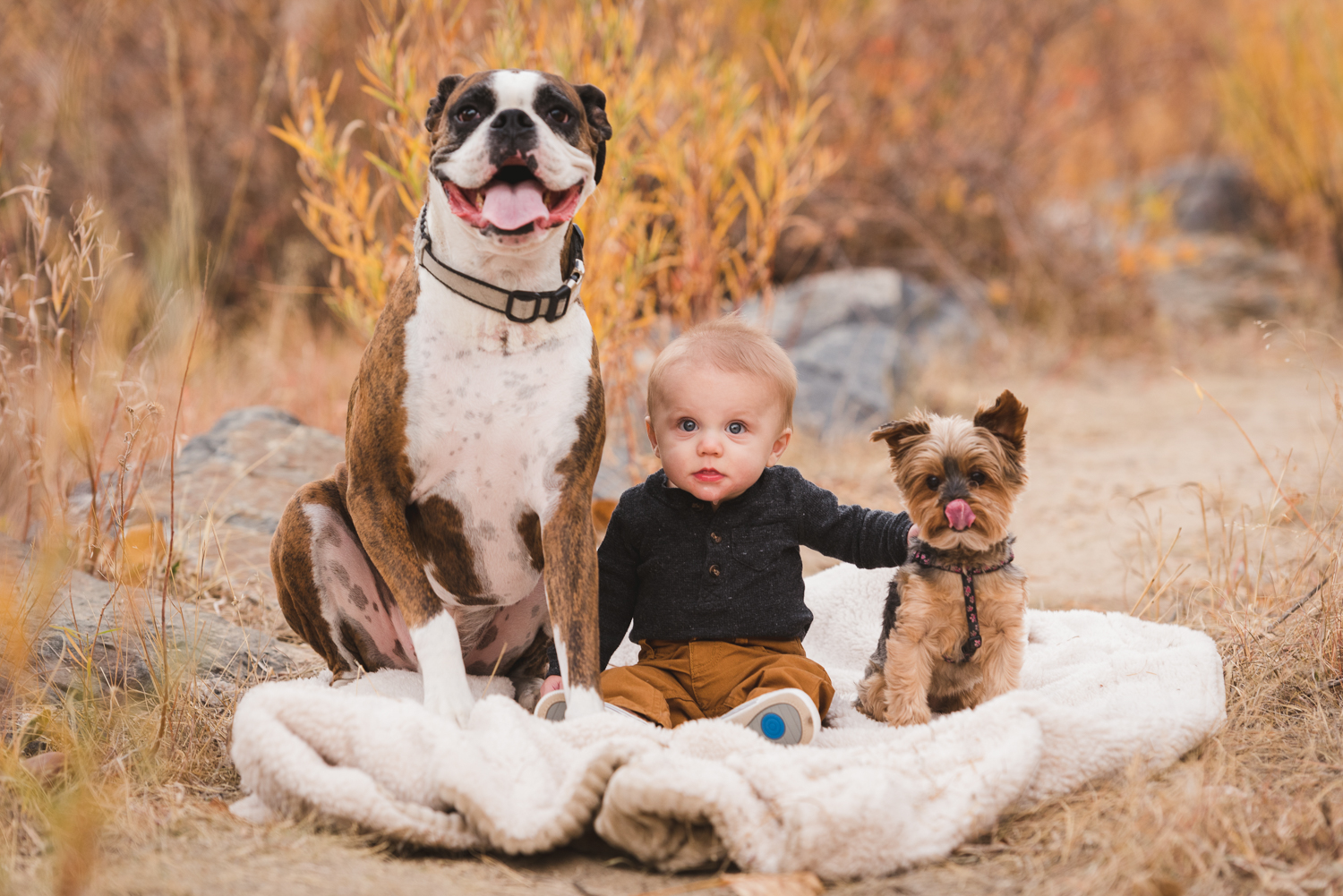 Baby with two dogs | Pets In Human Photo Session