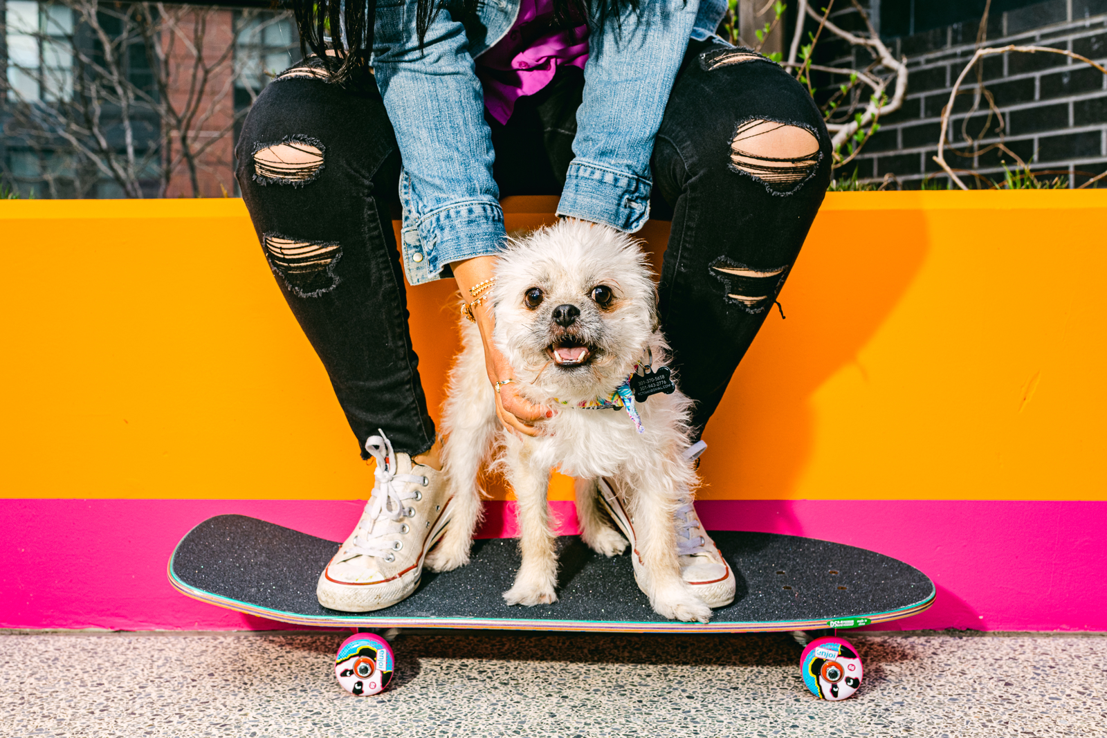 A dog standing atop a skateboard as owner scratches and pets him | Bethesda, MD | Oceanside, CA
