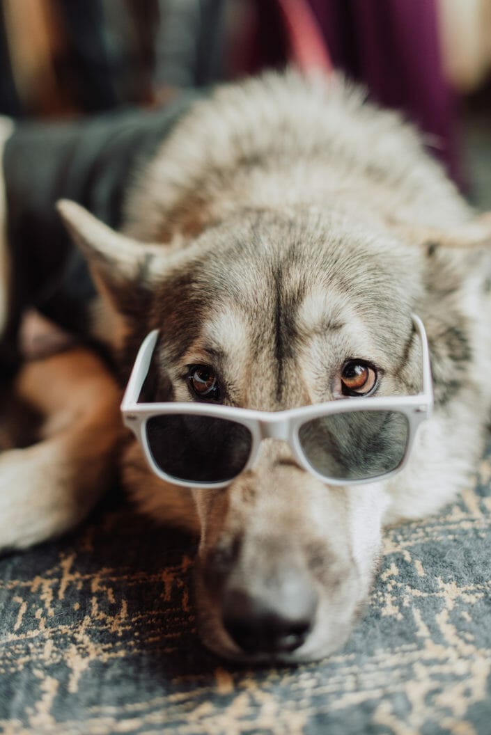 Puppy Dog wedding photography | From the Hip Photo