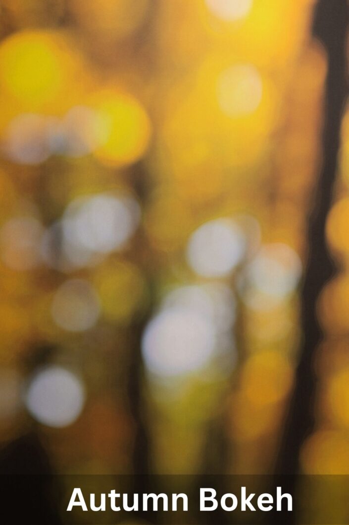 Studio headshot photography background options | Autumn Leaves Fall Bokeh