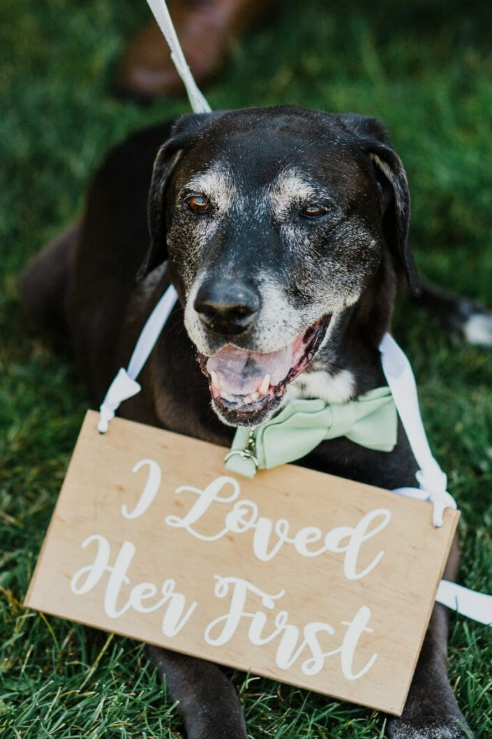 Romantic Mountain Wedding Dog Photo | Denver Colorado Elopement Photographer