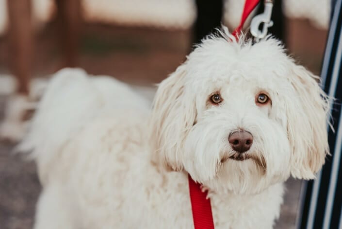 Wedding Dog | Denver Colorado Elopement Photographer