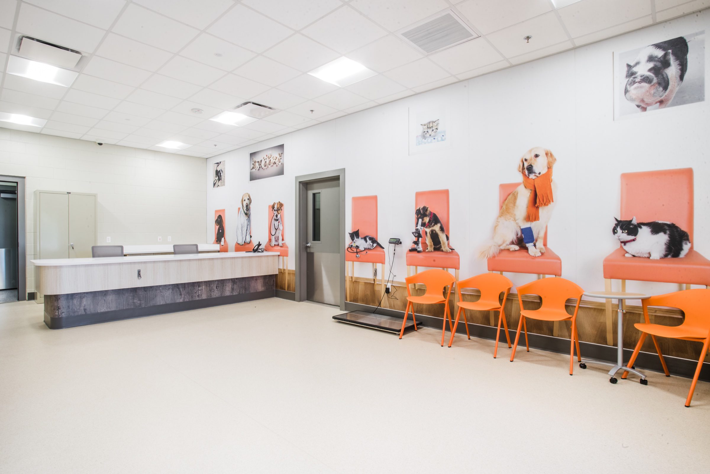 Rehab waiting room with patient-pet recovery portraits lining the wall