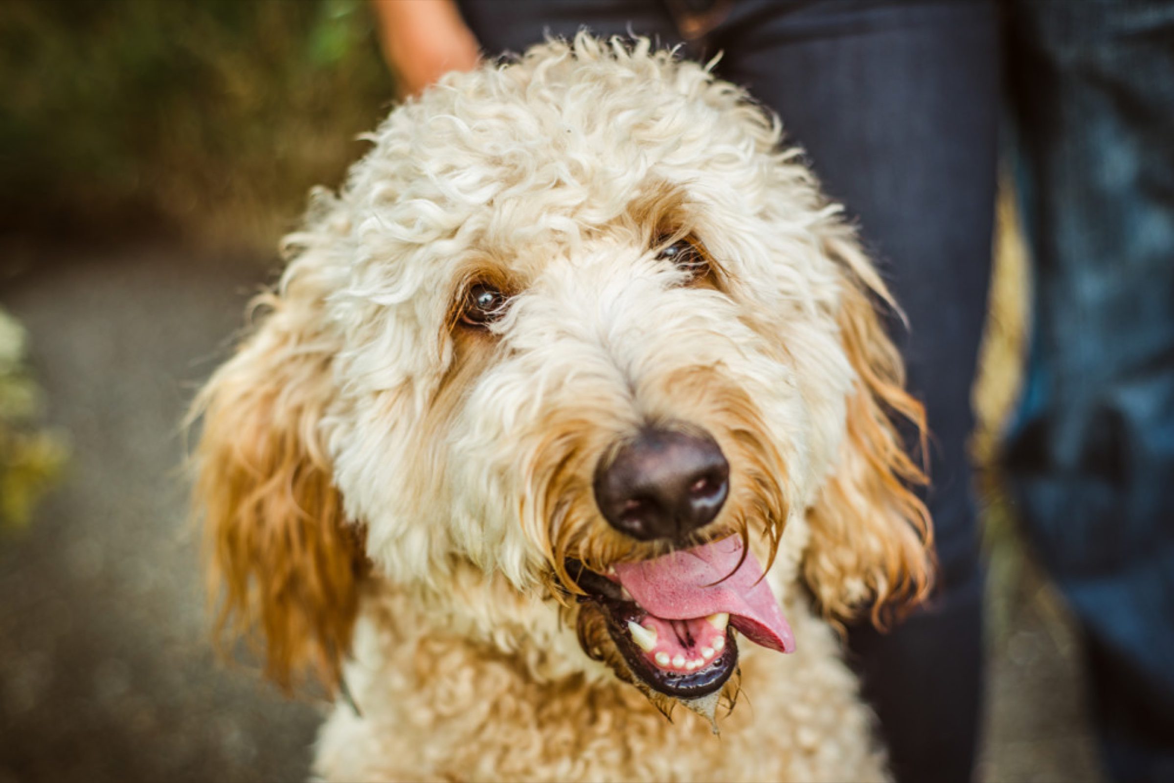 Hero portrait of a goldendoodle, eye-level and full of personality