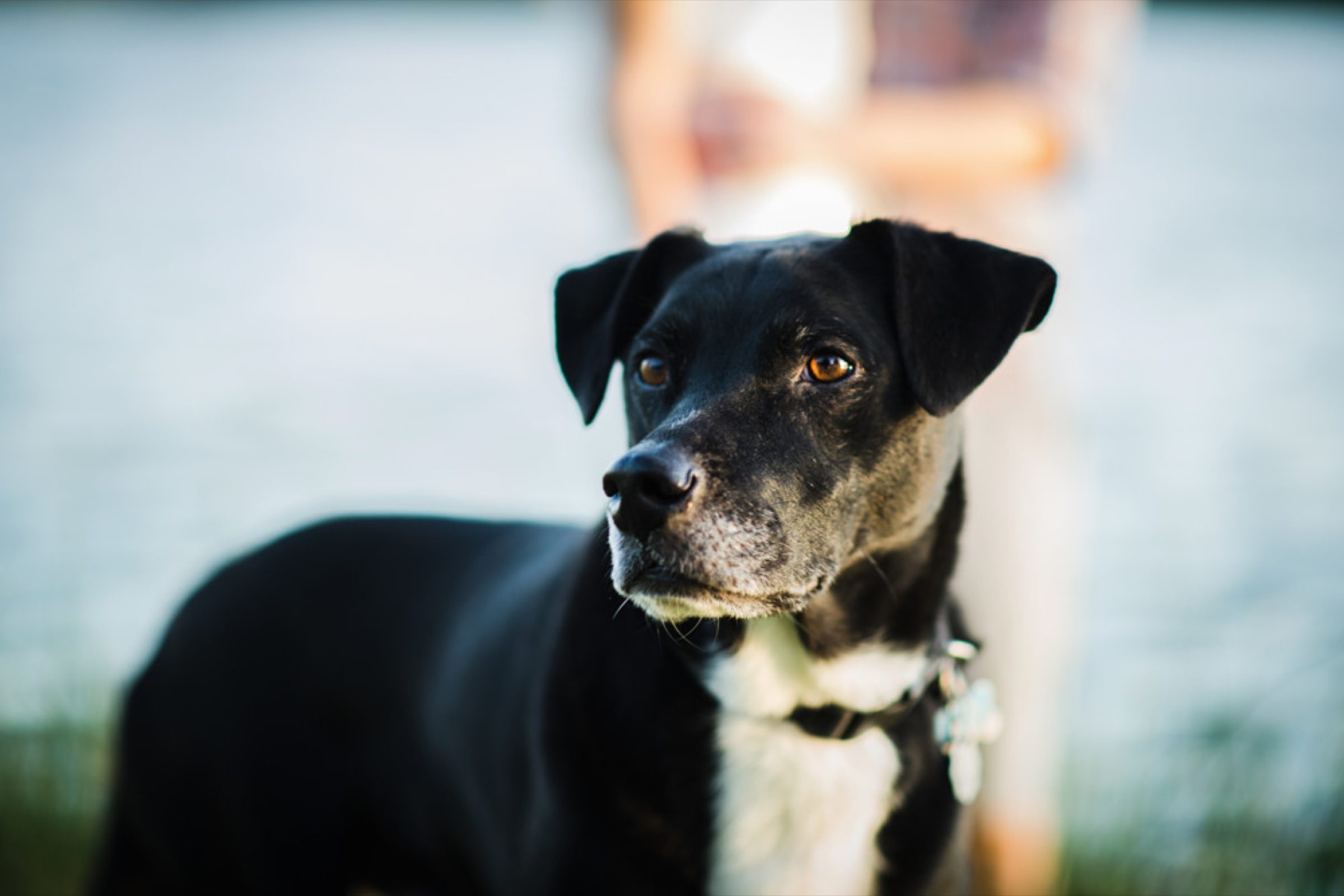 Senior black lab portrait by the water, soft natural light