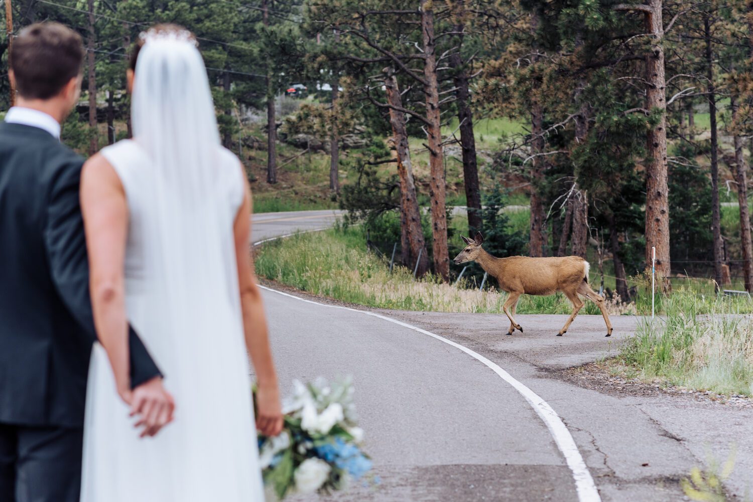 A deer beside the road on Lookout Mountain outside the Boettcher Mansion