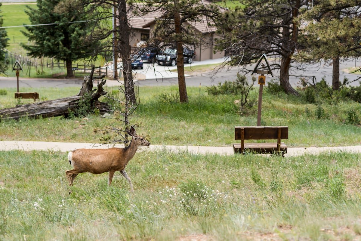 Elk grazing on the grounds at Della Terra Mountain Chateau in Estes Park