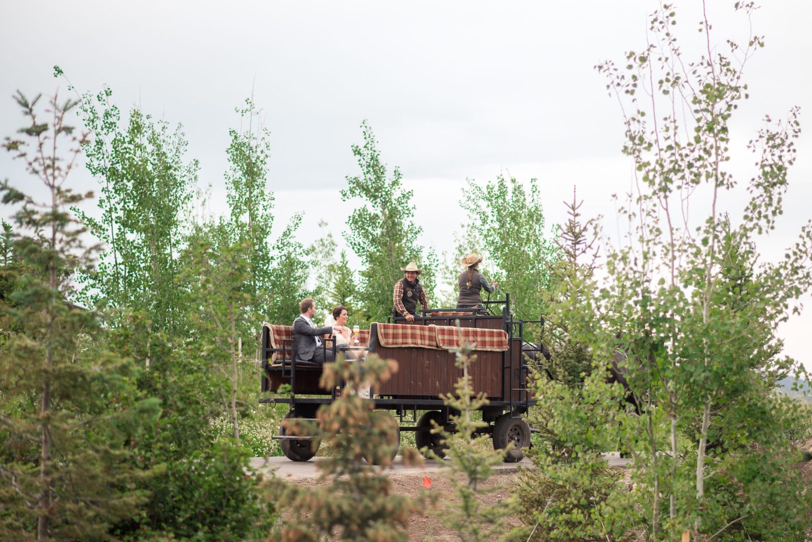 A horse-drawn wagon carrying the wedding party through the aspens at Devil's Thumb Ranch