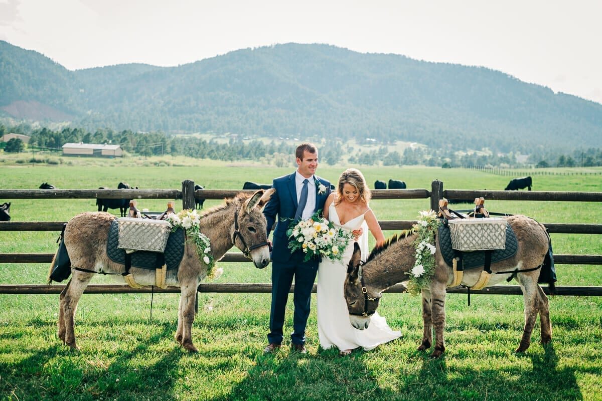 Bride and groom with the ranch burros and the mountains behind at Spruce Mountain Ranch